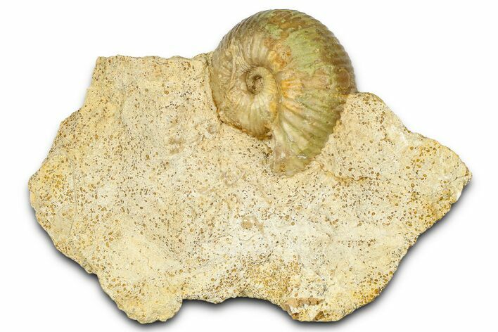 Jurassic Ammonite (Chondroceras) Fossil - Évrecy, France #367891